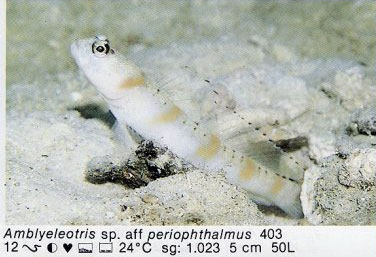 Amblyeleotris sp. aff periophthalmus